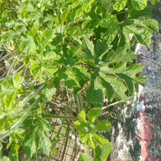 dây khổ qua rừng 1kg hàng sạch tự nhien 100%