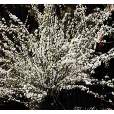 Cây hoa tuyết mai giống nhiều cành và mầm (ảnh thật số 4)