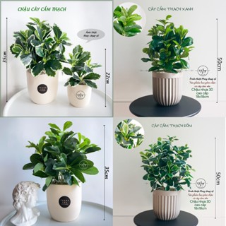 Cây giả, Chậu cây Cẩm Thạch Xanh kèm chậu để bàn trang trí