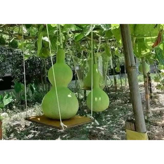 hạt giống bầu hồ lô 10 hạt