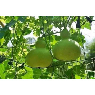 hạt giống bầu hồ lô 10 hạt