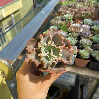  Sen Đá Bắp Cải Đỏ - size Bầu   6-7cm   - Đơn 100k : 14h->21h có quà tặng ạ 