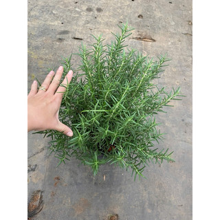 Chậu hương thảo size lớn
