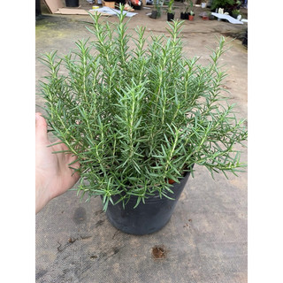 Chậu hương thảo size lớn