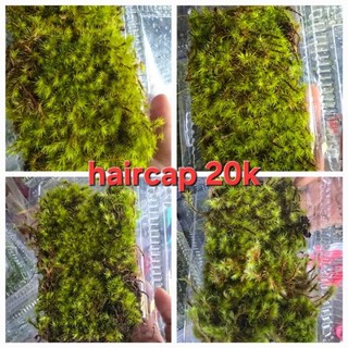 Rêu Haircap
