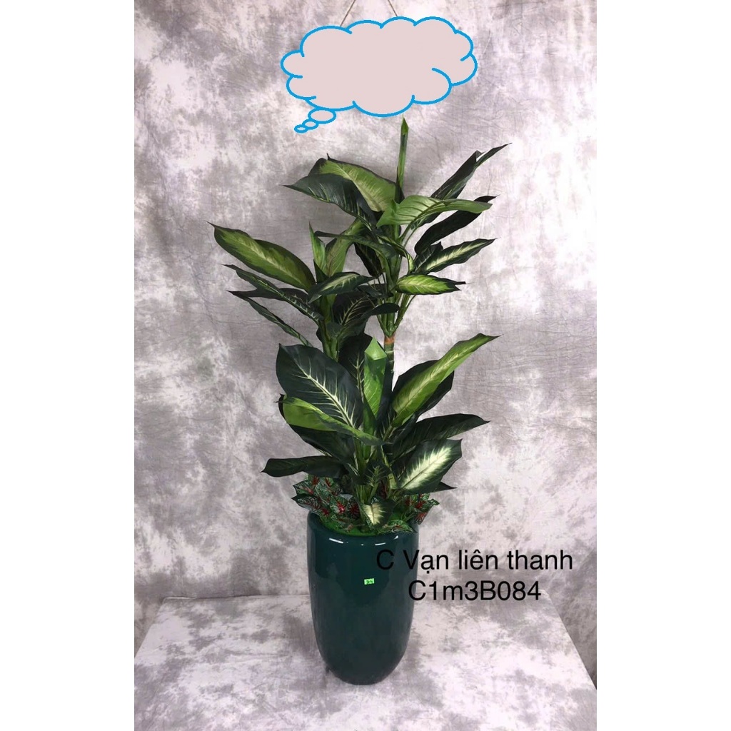 Cây Vạn liên thanh 1m3