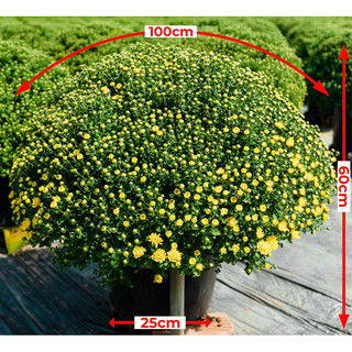 cần xé tre 30cm và 35cm
