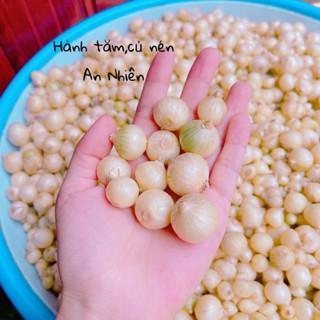 500gram Củ Hành tăm ( củ nén) nhà trồng củ to và đều hàng tuyển loại 1.
