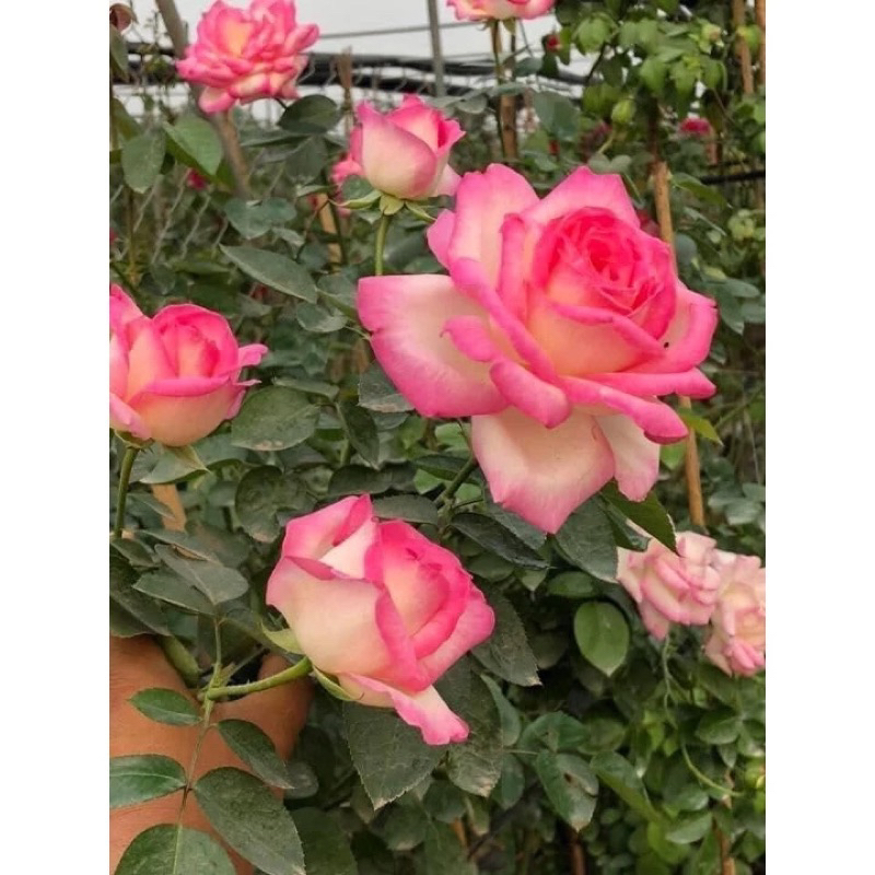hoa Hồng Monaco rose 1 thân hàng nguyên bản( cao 50cm trở lên)