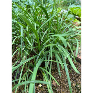 5 gram Hạt giống rau hẹ ta  1000 hạt