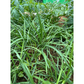 5 gram Hạt giống rau hẹ ta  1000 hạt