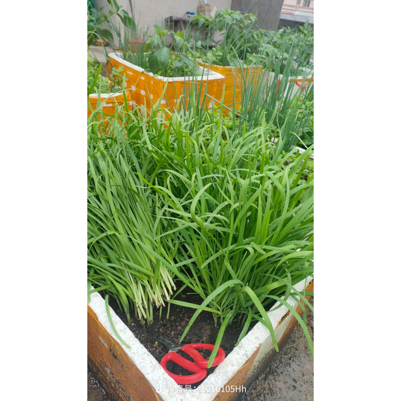 5 gram Hạt giống rau hẹ ta  1000 hạt