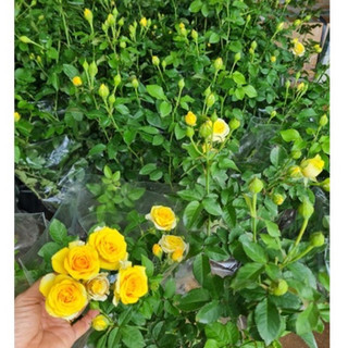 Hoa hồng bụi Tezza vàng siêng hoa