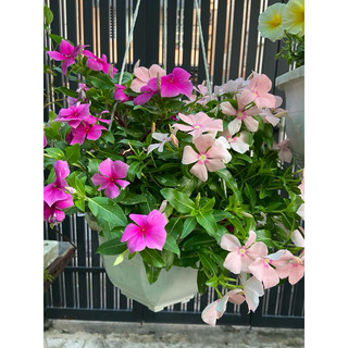 dừa cạn chậu treo