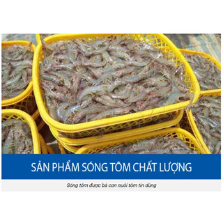 🌱 Sóng Tôm - Khay Tôm - Kết Tôm 🌱 Tổng Kho Sài Gòn 1 🌱
