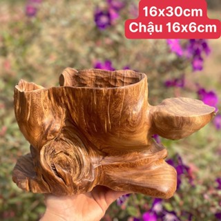 Chậu Cốc Lũa Đế Cao Hàng Trồng Ghép Sen Đá, Xương Rồng, Bonsai
