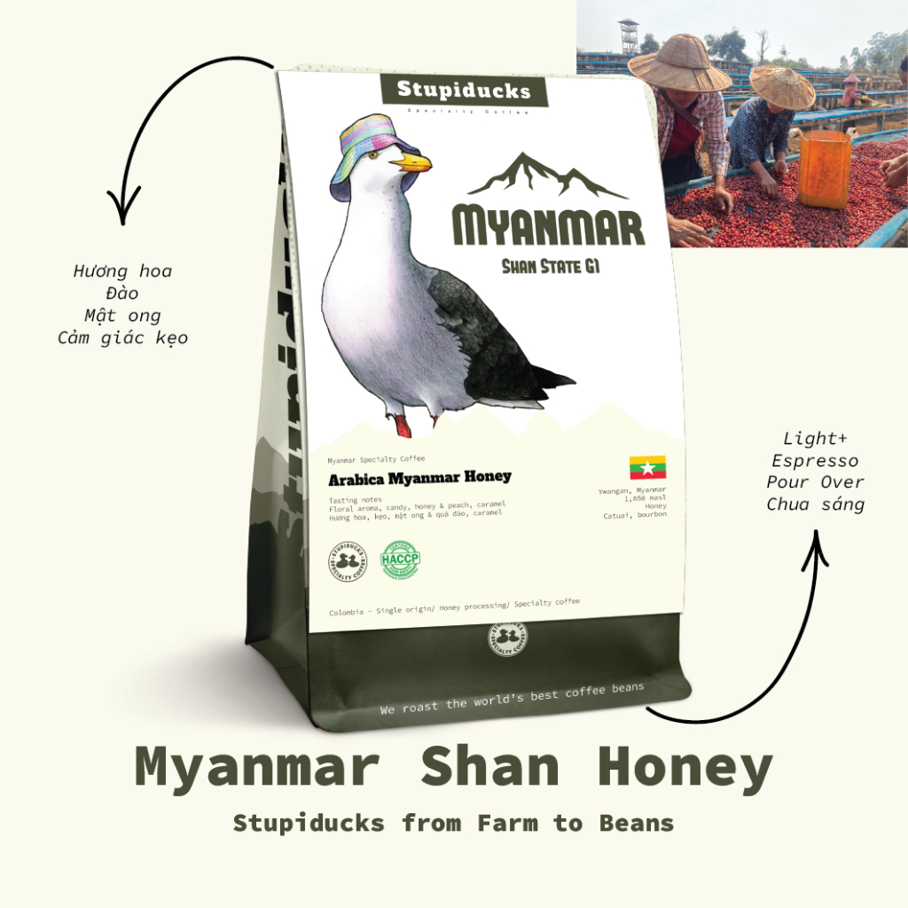 Cà Phê Myanmar Ywangan Shan State Arabica Honey G1 - Stupiducks Specialty Coffee ( SSC Roaster)