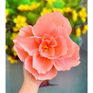 PHỤ KIỆN TRANG TRÍ TẾT