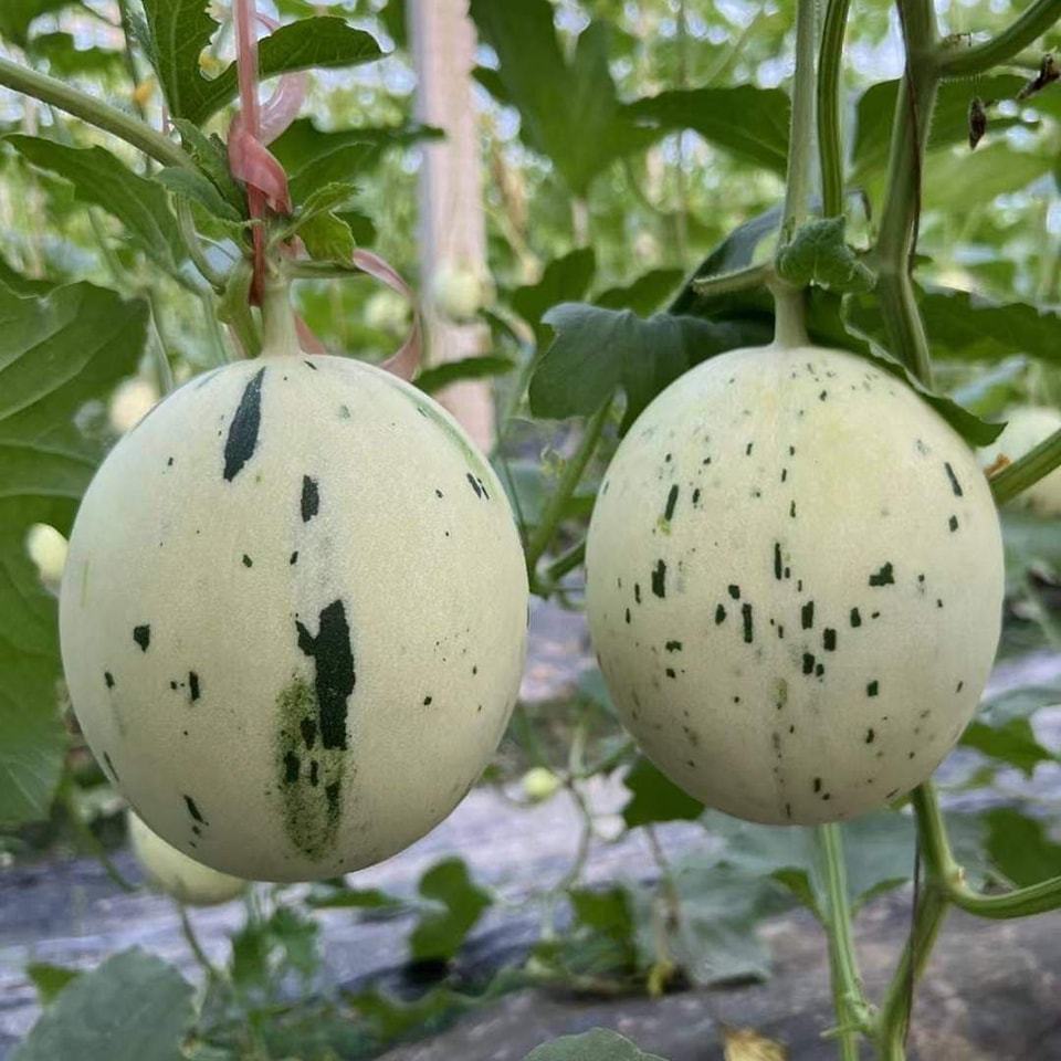 Hạt giống dưa lê sao băng (dưa lê ánh sao)