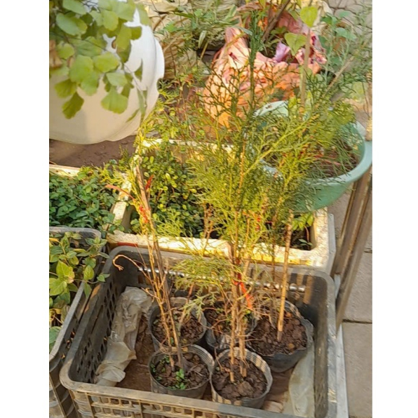Cây trắc bách diệp cao 50cm ươm sẵn trong bầu, khỏe mạnh, sạch sâu bệnh
