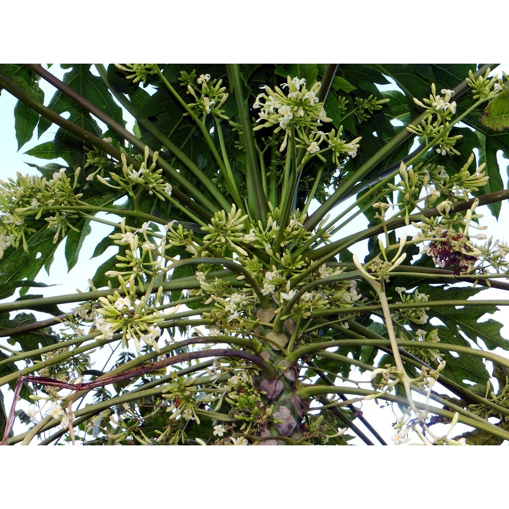 Hạt giống đu đủ đực (1gram)