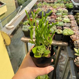  Sen Đá Trúc Xanh - size Bầu - Đơn 100k : 14h->21h có quà tặng ạ 