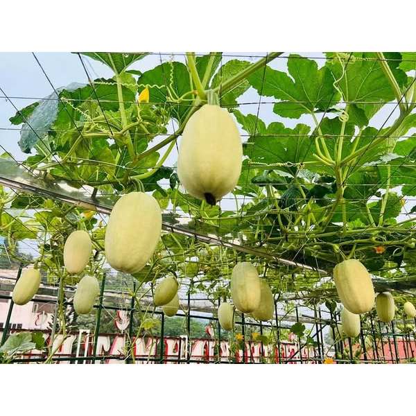 Hạt giống bí mì sợi (2gram)