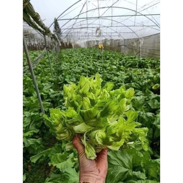 Hạt giống cải mầm đá (2gram)