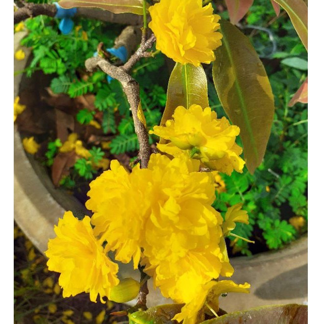 1 Cây mai cúc không nhị (hoàng huyết long) (cây cao từ 60-75cm) - bonsai gốc đẹp