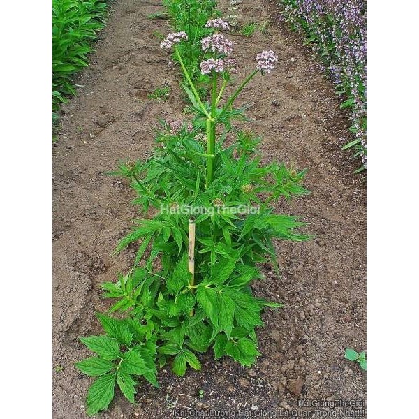 0.5GR 650 HẠT Hạt Giống Nữ Lang Valerian (KL)