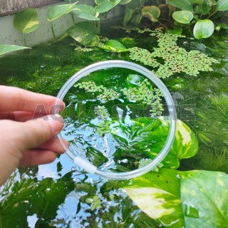 Vòng giữ thức ăn nổi cho cá cảnh hồ thủy sinh