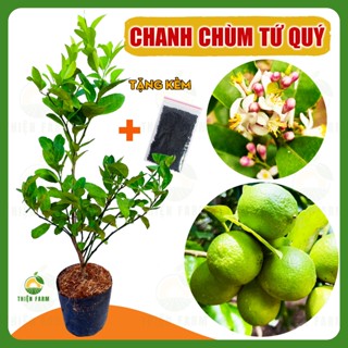 Cây Chanh Chùm Tứ Quý THIỆN FARM 70cm, vị chua thanh mát, dùng làm đá chanh, nước chấm, hấp gà