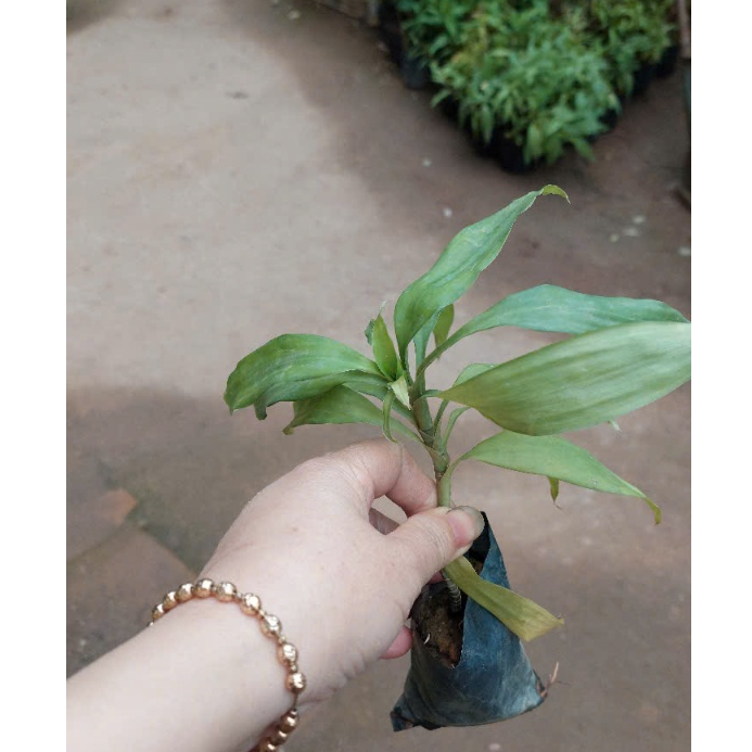 Giống sâm cau đỏ, sâm cau đen (sâm cau tiên mao) kèm phân bón
