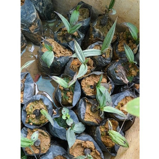Giống sâm cau đỏ, sâm cau đen (sâm cau tiên mao) kèm phân bón