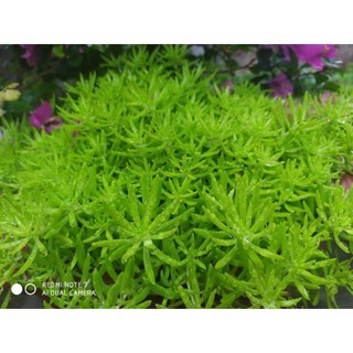 cây hoa mười giờ úc -sam thái