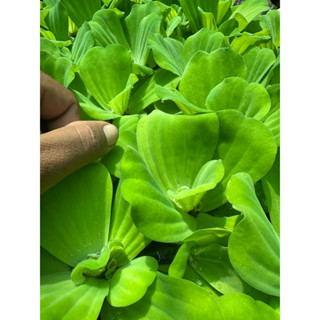 Bèo Tai Tượng 20 cái