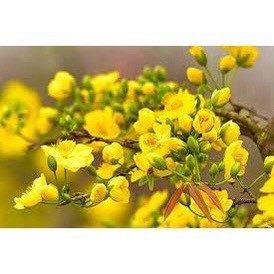 CÂY GIỐNG HOA MAI VÀNG ĐẠI LỘC32 CÁNH (CÂY CAO 60-70CM) chuẩn giống - dễ chăm sóc