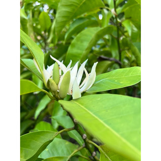 CÂY NGỌC LAN (HOA TRẮNG)- CÂY SỨ NGỌC LAN