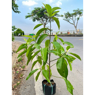 CÂY NGỌC LAN (HOA TRẮNG)- CÂY SỨ NGỌC LAN