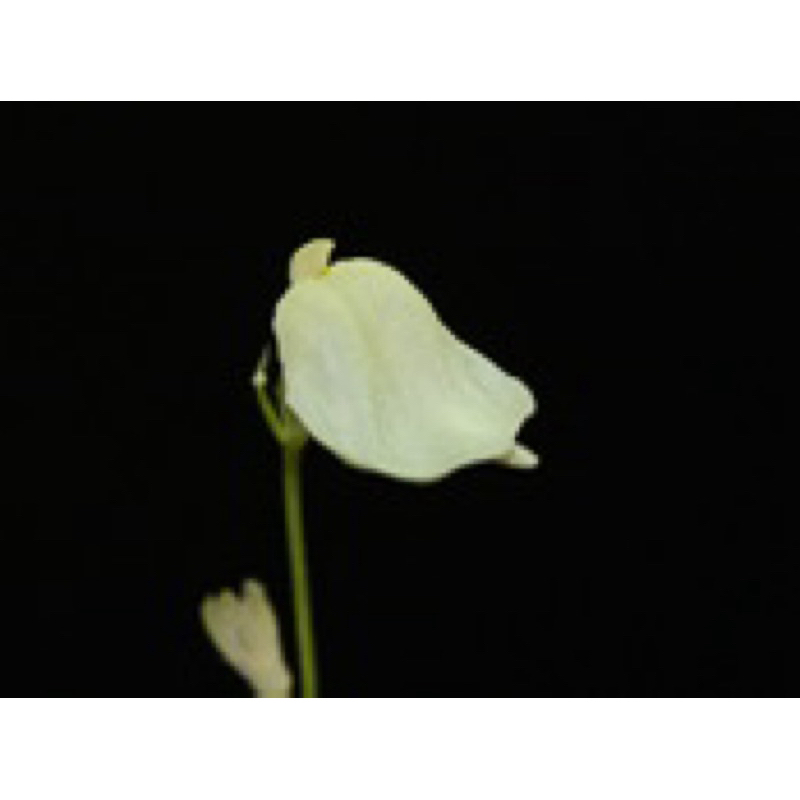 cỏ giấy livida lemon , utricularia lemon