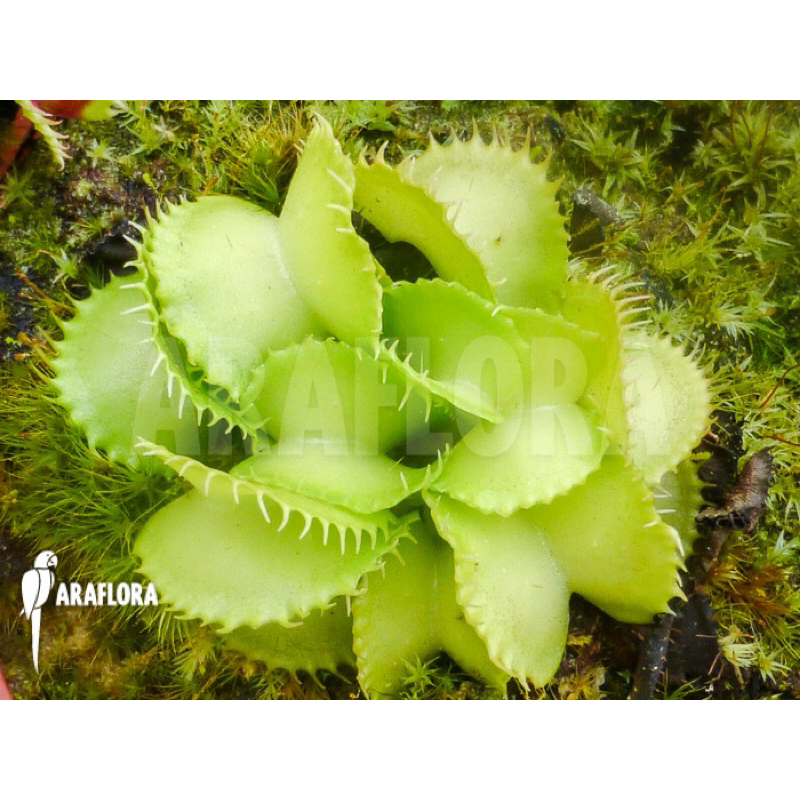 cây bẫy kẹp Werewolf ara , dionaea Werewolf ara