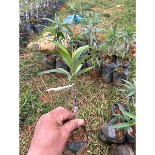 Cây giống đào phai, đào bích cây gieo hạt và cây ghép