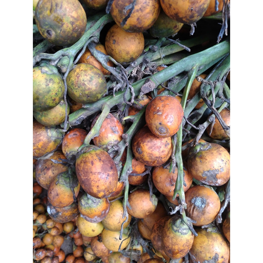 1 KG HẠT GIỐNG CAU tứ thời QUẢ dài I[ CAU MIỀN BẮC - Cau quả to, nặng buồng thích hợp trồng kinh tế 