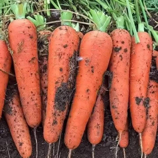 Gói 5 gram hạt giống củ cà rốt