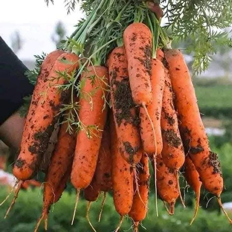 Gói 5 gram hạt giống củ cà rốt