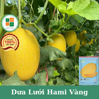 Hạt giống dưa lưới Hami Tân Cương siêu giòn ngọt