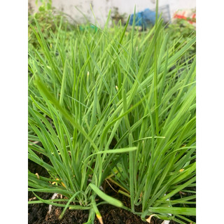 Cây hẹ sẻ miền Trung ( bụi 20 gốc ) (Mua 2 tặng 1) (Mua 5 tặng 3)