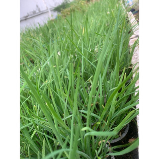 Cây hẹ sẻ miền Trung ( bụi 20 gốc ) (Mua 2 tặng 1) (Mua 5 tặng 3)