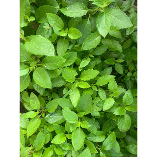Cây rau bầu đất (kim thất tai) (1 cây)