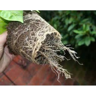 Phân bón  ra rễ cực mạnh N3M & Root 999 100gr kích thích ra rễ cực mạnh dùng cho các loại cây trồng